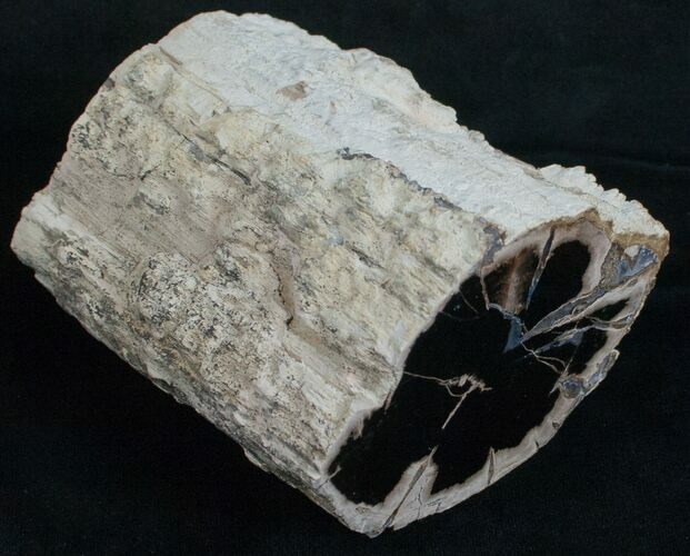 Polished Blue Forest Petrified Wood Limb #6213